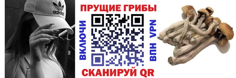что такое наркотик  Зверево  гидра ссылка  Галлюциногенные грибы Cubensis 